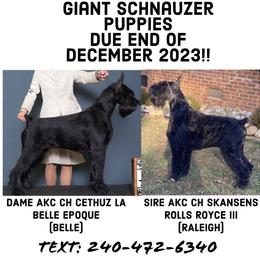 Giant Schnauzers from Twin Isles Giant Schnsizers