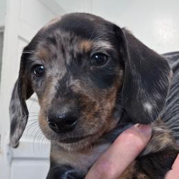 Red collar black and tan dapple boy - Dapple male Dachshund puppy in Caldwell, Idaho from Dozendachs