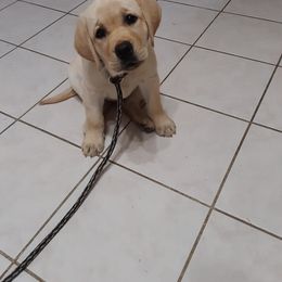 Labrador Retriever Puppies from Twisted Clovers LLC