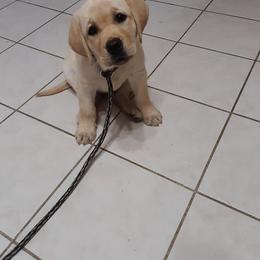 Labrador Retriever Puppies from Twisted Clovers LLC