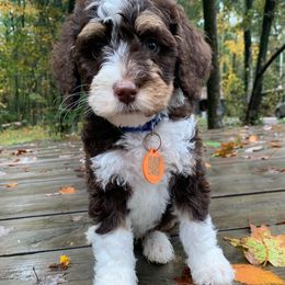 Calvin - Tri-color male Bernedoodle puppy in New Ringgold, Pennsylvania from Hawk Mountain Doodles
