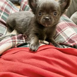 COLT Blue boy - Blue male Chihuahua puppy in Williamsburg, Virginia from PAWSitive Cheeky Chihuahuas