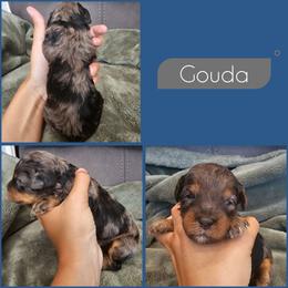 Gouda - Merle male Cockapoo puppy in Zanesville, Ohio from Southtown Doodles LLC