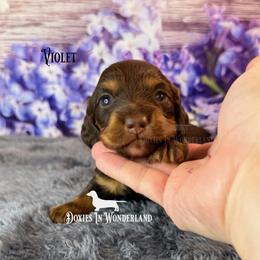Violet - Chocolate and tan female Dachshund puppy in Rainier, Oregon from Doxies in Wonderland