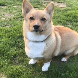 Pembroke Welsh Corgis from Precious Valley Corgi