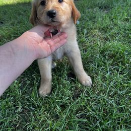 Hot pink - Dark golden female Golden Retriever puppy in Princeton, Minnesota from North Country Goldens
