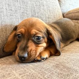 Kane 2000 - Red male Dachshund puppy in Tonopah, Arizona from Brandie's Dachshunds