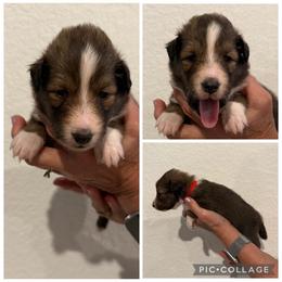 Red - Sable and white female Shetland Sheepdog puppy in Katy, Texas from Sherock’s Shelties