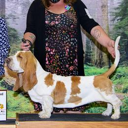 Basset Hounds and Rottweilers from Von Black Rottweilers and TriniCali Basset Hounds