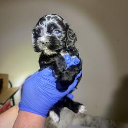 Munchkin - Black male Cocker Spaniel puppy in Hickory, North Carolina from Home Grown Cocker Spaniels