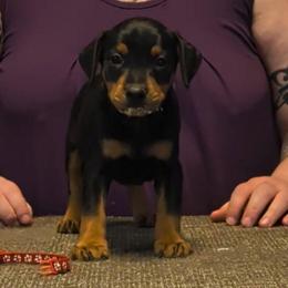 Black Tan Male 4 - Black male German Pinscher puppy in Chatham, Virginia from WMHK9/Roolyn German Pinschers