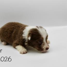 Boy 2 (Collar) - Red tri-color male Australian Shepherd puppy in Brooker, Florida from 🐾 The Great Bambino SunState Aussies!