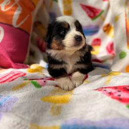 Black Cherry - Black tri female Miniature Australian Shepherd puppy in Oak Harbor, Washington from Happy-Go-Lucky Homestead
