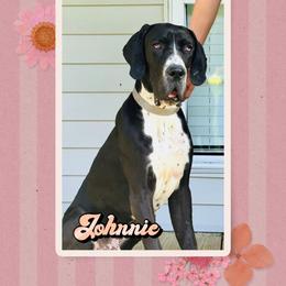 Johnnie - Black male Great Dane puppy in Gonzales, Louisiana from Anstatt House Of Danes