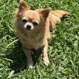 Xena - Fawn and white female Chihuahua puppy in Bulls Gap, Tennessee from Smokey Mountain Chihuahuas