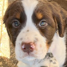 English Springer Spaniel Puppies from Silly Springers