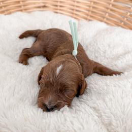 Donut - Red male Cavapoo puppy in Apache Junction, Arizona from Coffey House Doodles