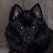 Kora - Schipperke