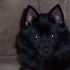 Kora - Schipperke
