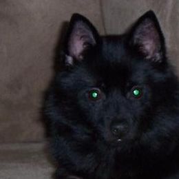 Kora - Schipperke