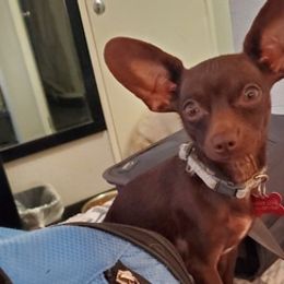 Chihuahuas from Weber Chihuahuas