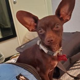 Chihuahuas from Weber Chihuahuas