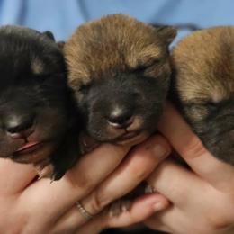 YahtZee - Black & tan female Shikoku Ken puppy in Charleston, West Virginia from Kiseki No Yama