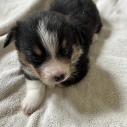Deedee - Black and tan female Pembroke Welsh Corgi puppy in Blair, Wisconsin from Sandy’s Pet Grooming and Boarding & AKC Corgis