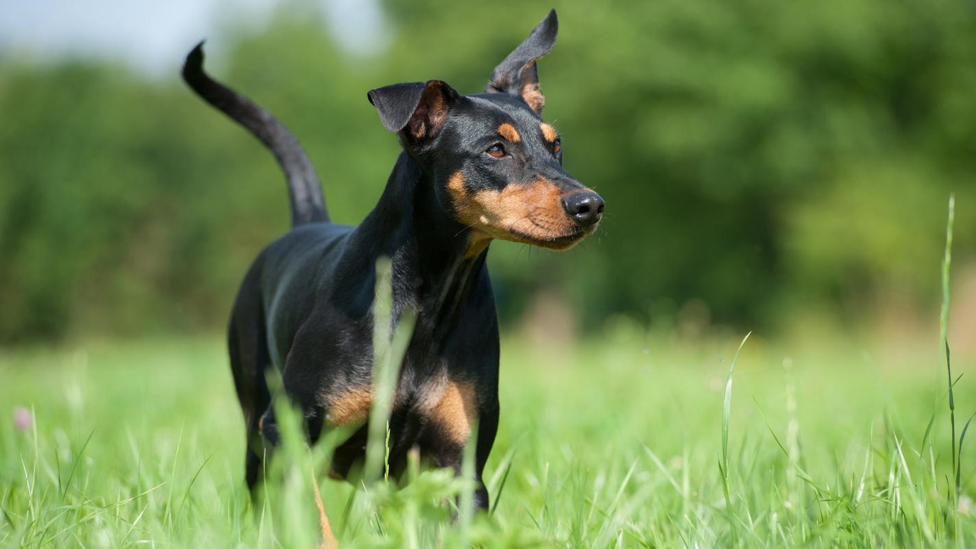 German Pinscher