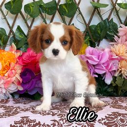 Ellie - Blenheim female Cavalier King Charles Spaniel puppy in Hollywood, Florida from World Class Cavaliers
