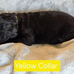 Girl 1 - Black female German Shepherd puppy in Sumner, Iowa from Vom Wilke Kennels
