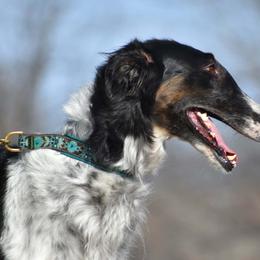 PaePae - Borzoi