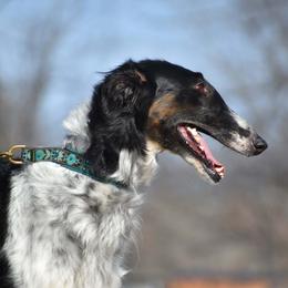 PaePae - Borzoi