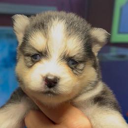 Jenna - Black and white female Pomsky puppy in Spring Hill, Florida from PDQ Pomskies