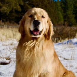 Nino - Golden Retriever
