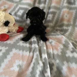 Onyx - Black female Goldendoodle puppy in Waynesboro, Virginia from Forest Creek Kennel