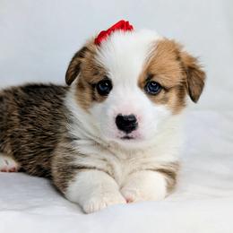 Peppermint Patty aka Patsy Cline - Sable and white female American Corgi puppy in Clarksville, Tennessee from Cold Creek Family Farm LLC