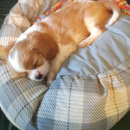 Heinz - Blenheim male Cavalier King Charles Spaniel puppy in Spring Hill, Florida from Wonderland Cavaliers