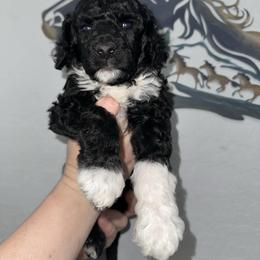 Fiyero - Black male Poodle puppy in Chino Valley, Arizona from Whiskey Row Royals