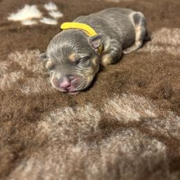 Leana - Blue tri-color female American Bully puppy in Henderson, Kentucky from Medusa’s Bullies