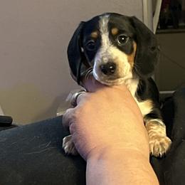 Dachshund Puppies from Scottland Ranch Dachshunds