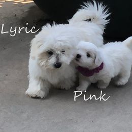 Coton de Tulear Puppies from Legacy Cotons
