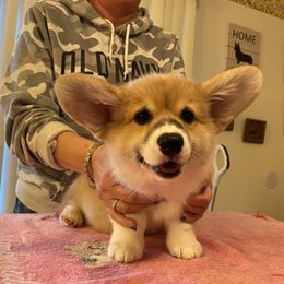 Pembroke Welsh Corgi Puppies from Timberside