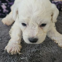Max- brown collar - White male Bichon Frise puppy in Carthage, Missouri from Cooley's Cuddle Pups