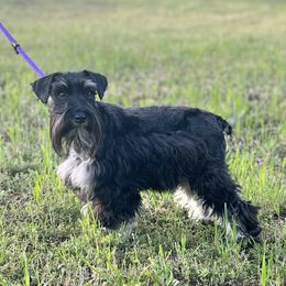 Piper - Miniature Schnauzer