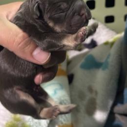 Boy 4 - French Bulldog puppy from Old Frenchie Air Corp