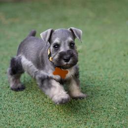 Salt and Pepper - Salt and pepper female Miniature Schnauzer puppy in Snowflake / Phoenix, Arizona from Snowflake Schnauzers