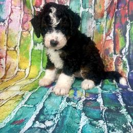 Brody - Tri-color male Bernedoodle puppy in Moulton, Iowa from Shondel Puppy Paws