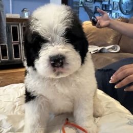 Girl 1 - female Saint Berdoodle puppy in Walbridge, Ohio from Jeff's St Berdoodles
