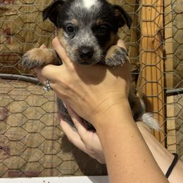 Sam - Blue male Australian Cattle Dog puppy in Timpson, Texas from Double S Kennel